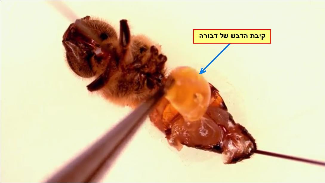 דבורה, מבט מבפנים