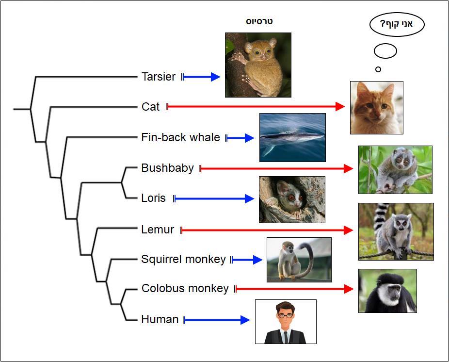 עץ אבולוציוני של קבוצת הפרימטים