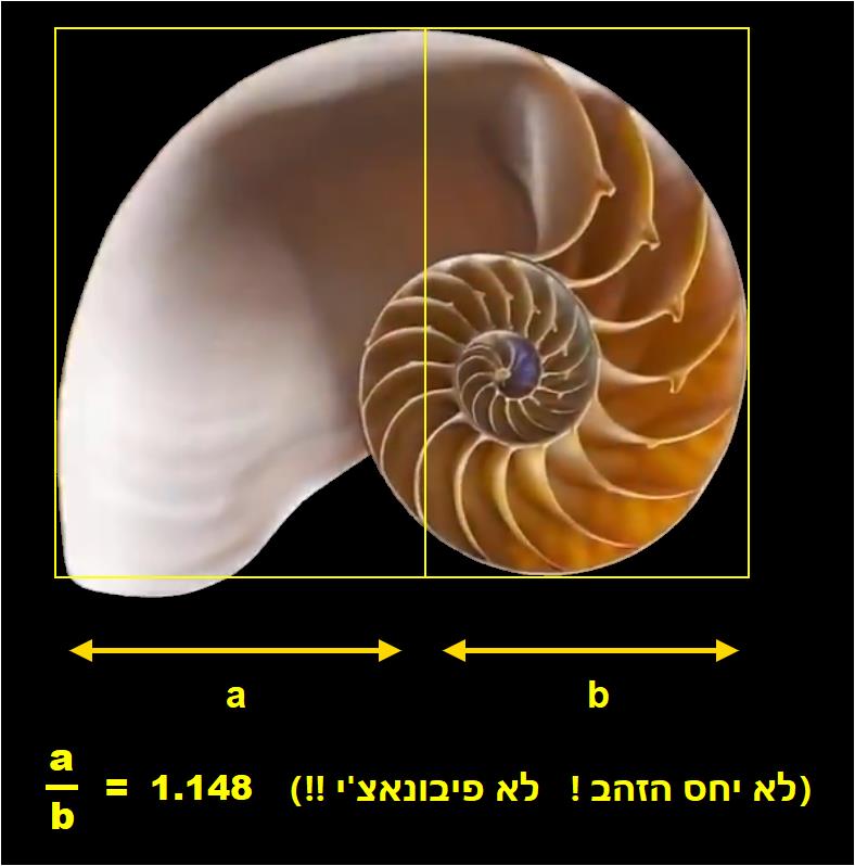 יחס המלבנים לא תואם לסדרת פיבונאצ'י