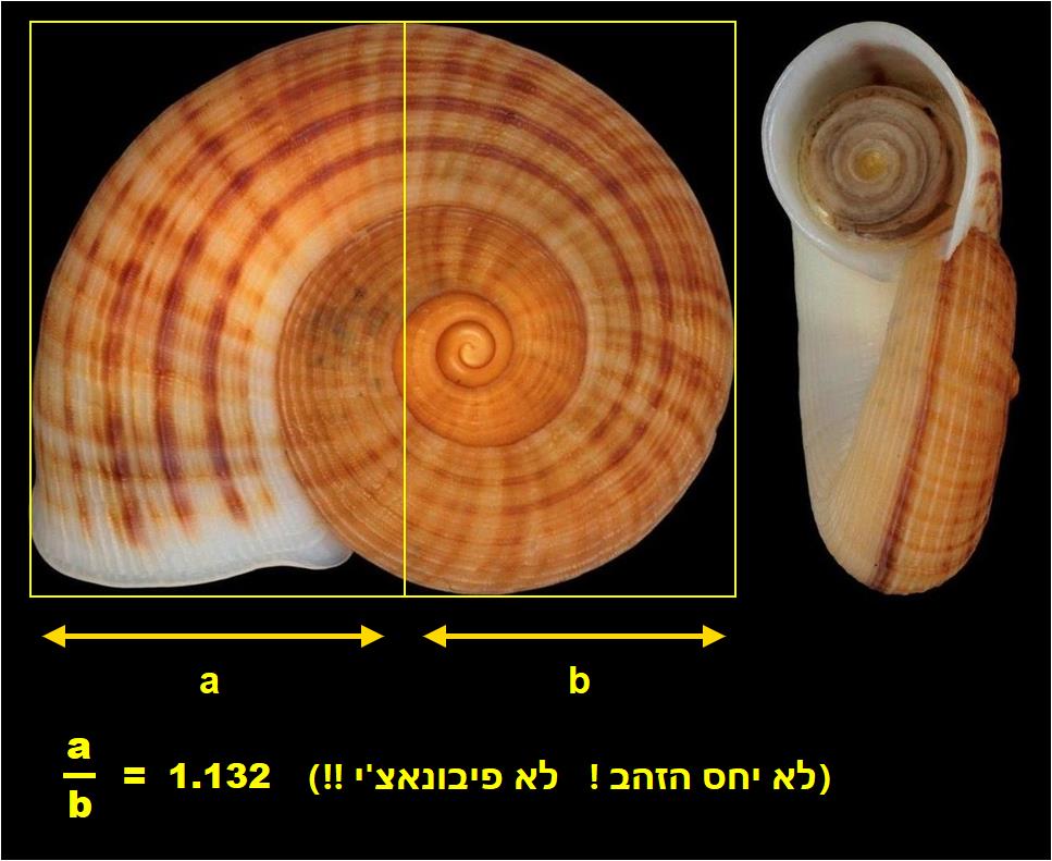 יחס המלבנים לא תואם לסדרת פיבונאצ'י