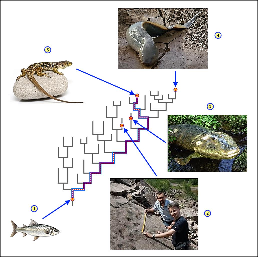 עץ אבולוציוני - התפתחות הזוחלים