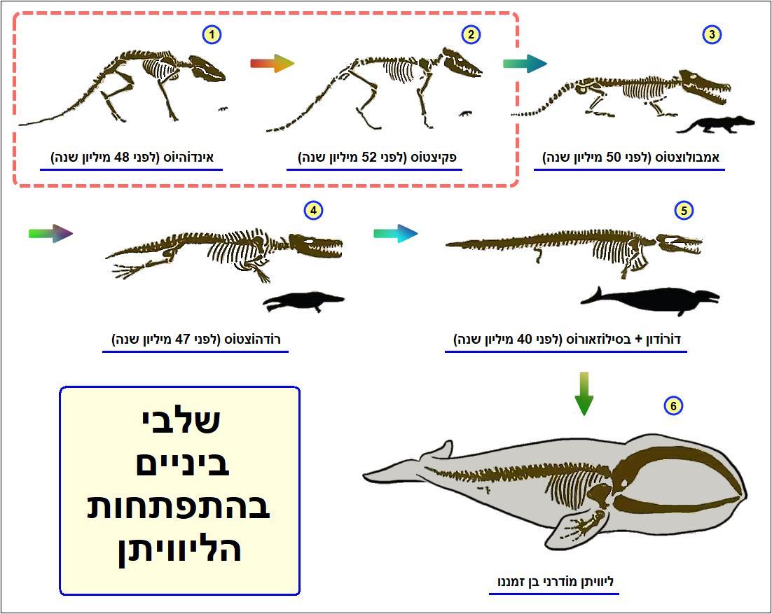 מאובני ביניים של לוויתן