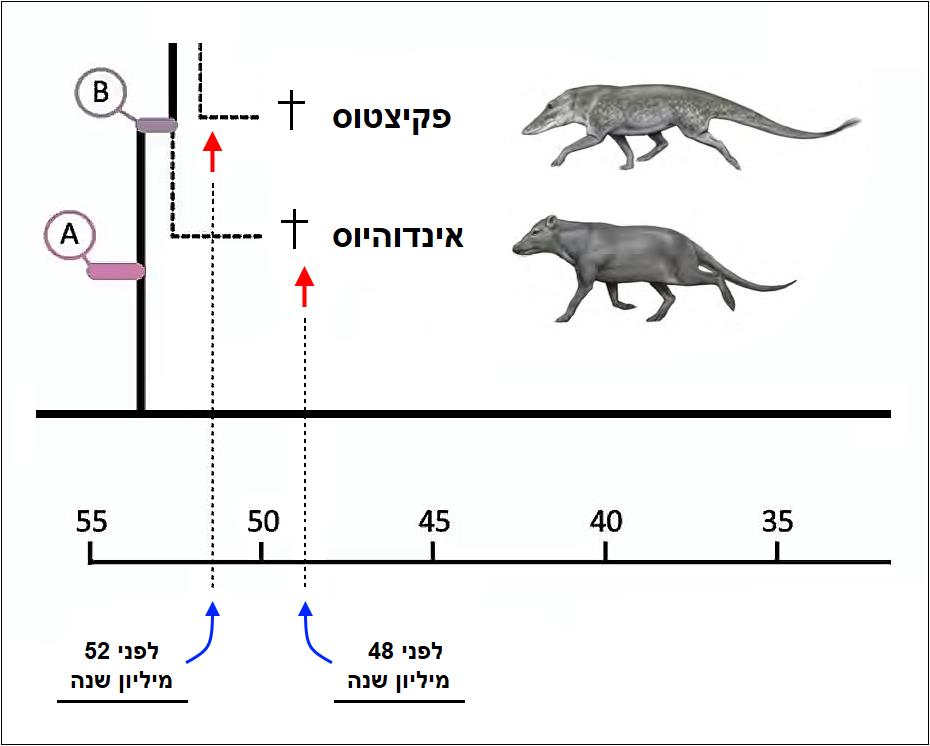 עץ אבולוציוני של הלוויתן, הגדלה